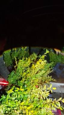 高度70厘米金叶女贞