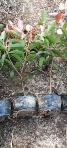 50公分红叶石楠