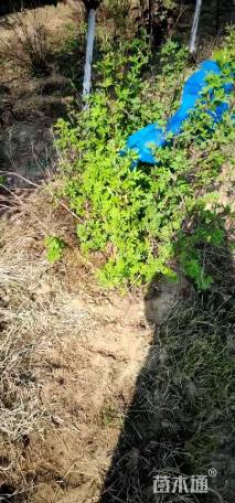 高度60厘米金露梅