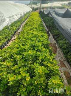 高度60厘米鸭脚木