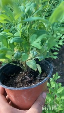 高度30厘米火焰南天竹