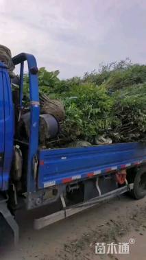 冠幅180厘米红叶石楠球