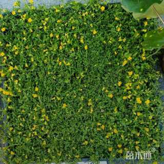 高度10厘米金莎蔓