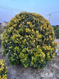 冠幅100厘米金森女贞球