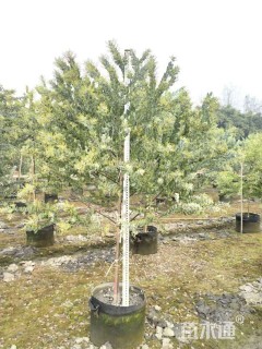 高度120厘米银叶金合欢