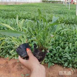 高度17厘米剑叶金鸡菊