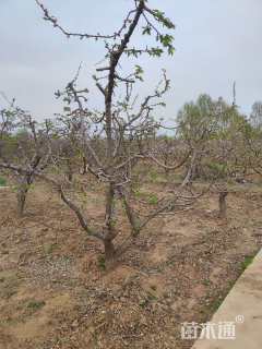 6公分苹果树