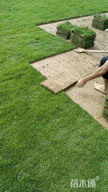 草卷状马尼拉草