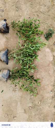 高度25厘米栀子花