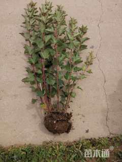 高度100厘米紫叶风箱果