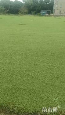 草卷状四季青草坪