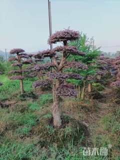 高度250厘米红花继木