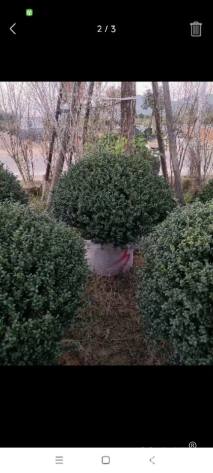 冠幅50厘米龟甲冬青球