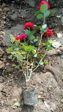 高度40厘米仙境月季