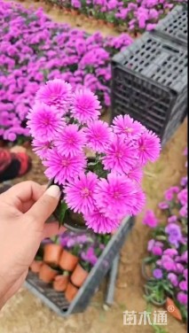 高度10厘米翠菊