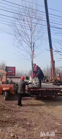 13公分美国红枫