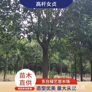 10公分高杆女贞