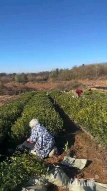 高度60厘米大叶栀子小苗