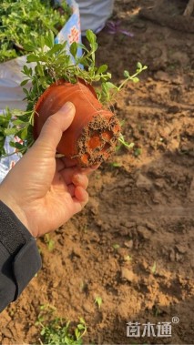 高度15厘米姬岩垂草