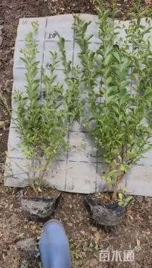 高度40厘米银姬小蜡