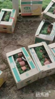 高度20厘米欧石竹