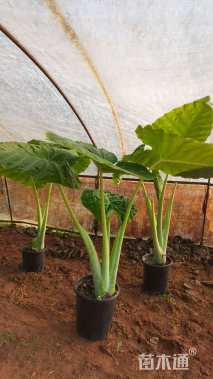 高度80厘米观音芋