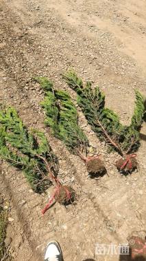 高度80厘米龙柏