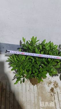 高度30厘米毛鹃