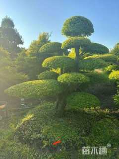 15公分造型亮晶女贞