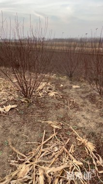 冠幅100厘米榆叶梅球