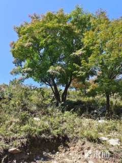 高度600厘米丛生茶条槭