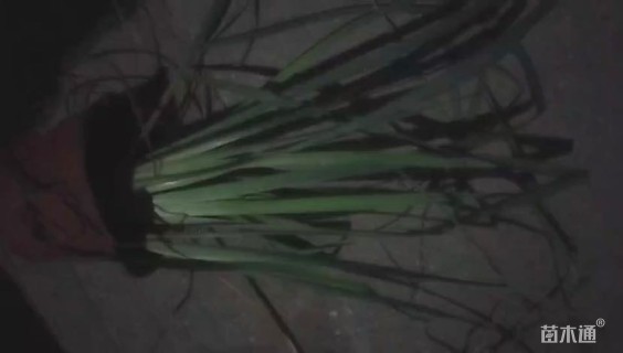 高度25厘米大花萱草