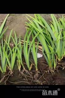 高度20厘米萱草