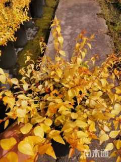 高度30厘米金叶大花六道木