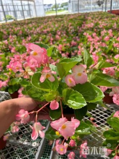 高度20厘米比哥海棠