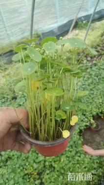 高度15厘米铜钱草