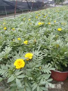 高度15厘米孔雀草