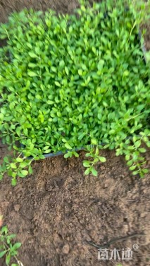 高度10厘米姬岩垂草