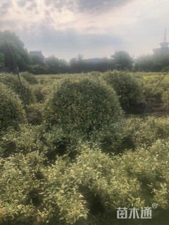 高度200厘米金边胡颓子球