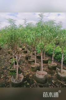 高度150厘米鹰嘴桃