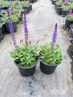 高度20厘米鼠尾草