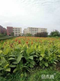 高度40厘米花叶美人蕉