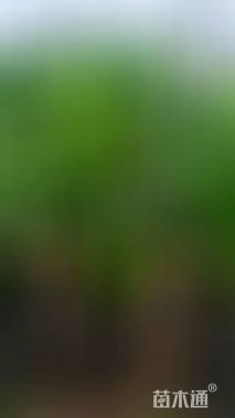 高度30厘米旱伞草