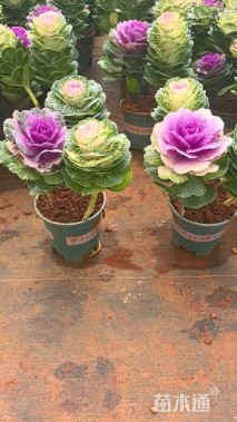 高度40厘米羽衣甘蓝