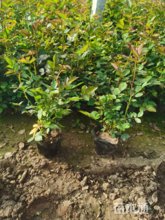 高度40厘米丰花月季