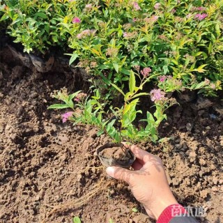 高度15厘米粉花绣线菊