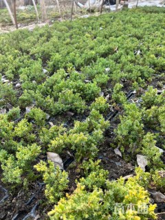 高度30厘米真柏