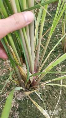 高度80厘米蒲苇