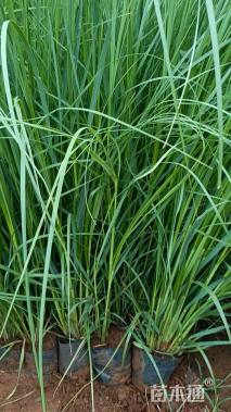 高度80厘米蒲苇