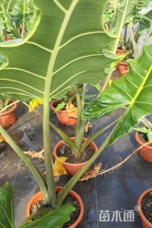 高度80厘米海芋